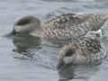 Marbled Duck